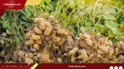 Petani Sukoharjo Beralih ke Kacang Tanah Saat Kemarau, Panen Cuma 3 Bulan