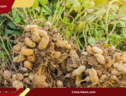 Petani Sukoharjo Beralih ke Kacang Tanah Saat Kemarau, Panen Cuma 3 Bulan