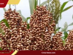 Petani Bantul Optimistis dengan Sorgum, Cukup Dua Kali Siram Sudah Panen