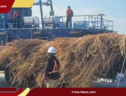 Bea Cukai Gagalkan Penyelundupan 99,5 Ton Rotan Mentah ke Malaysia di Perairan Sipadan