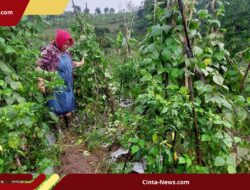 Imbauan BKSDA Jateng: Warga Perlu Siaga Terhadap Gangguan Monyet Ekor Panjang 