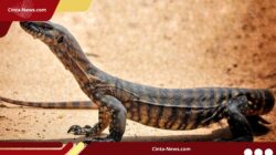 WN Korsel Ditangkap, Kedapatan Selundupkan 9 Biawak di Bandara Soekarno-Hatta