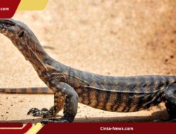 WN Korsel Ditangkap, Kedapatan Selundupkan 9 Biawak di Bandara Soekarno-Hatta
