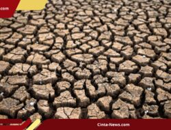 Kekeringan Landa Tambelang, 700 Hektare Sawah Terancam Gagal Tanam