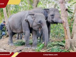Karhutla TNWK Berhasil Dikendalikan, Kemenhut Tegaskan Tidak Ada Gajah yang Jadi Korban