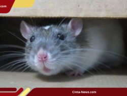 1.050 Hektare Sawah di Semarang Terserang Tikus, Keberadaan Predator sulit Ditemukan