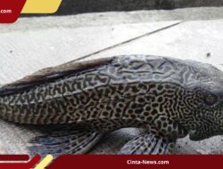Lomba 17-an Unik di Banjarbaru: Tangkap Ikan Sapu-Sapu, Hasilnya Mencapai 2,4 Ton!