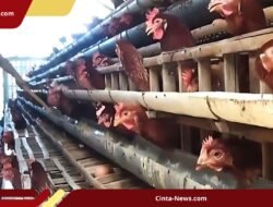 Biaya Pakan Naik, Harga Jual Telur Stagnan, Peternak Magetan Minta DPR Turun Tangan