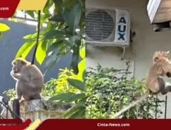 Kawanan Monyet dari Hutan Kera Rutin Datang ke Pemukiman Warga Bandar Lampung