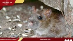 Tikus Makin Menggila, Petani Blora Terpaksa Patroli Malam demi Selamatkan Panen