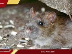 Tikus Makin Menggila, Petani Blora Terpaksa Patroli Malam demi Selamatkan Panen