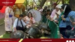 Sambut HUT ke-110, KBS Pamerkan Kura-Kura Aldabra Berbobot 109 Kg dari Negeri Sakura