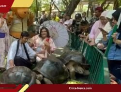 Sambut HUT ke-110, KBS Pamerkan Kura-Kura Aldabra Berbobot 109 Kg dari Negeri Sakura
