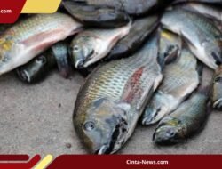 Ancam Ekosistem dan Petani, Thailand Perintahkan Pemusnahan Ikan Nila Hitam