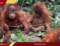 Temuan Orangutan di Odisha Singkap Maraknya Perdagangan Ilegal Satwa Liar