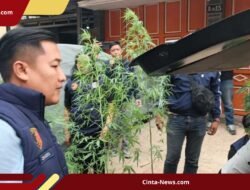 Bikin Kebun Ganja UV di Rumah, Oknum PPPK Kementerian PU Diciduk Polresta Bandung