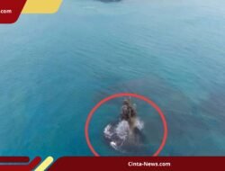 Penjelasan Petugas Soal Kemunculan Daratan Baru 30,3 Hektar di Kawasan Anak Krakatau