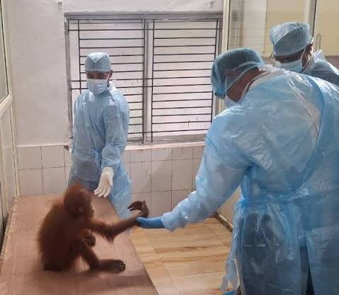 Orangutan