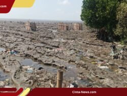Hutan Mangrove Surabaya Timur Tercemar Sampah, Anak Sungai Berubah Jadi Jalur Limbah!