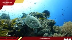 Demi Target Nasional, Maluku Siapkan Zona Konservasi Laut Seluas 388 Ribu Hektare