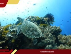 Demi Target Nasional, Maluku Siapkan Zona Konservasi Laut Seluas 388 Ribu Hektare
