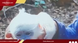 Dapat Pertolongan Relawan, Anak Surili Terjebak Karhutla Ciremai Berhasil Kembali ke Induknya