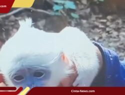 Dapat Pertolongan Relawan, Anak Surili Terjebak Karhutla Ciremai Berhasil Kembali ke Induknya